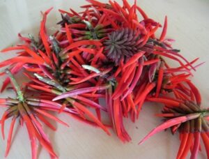 PROPIEDADES MEDICINALES Y GASTRONÓMICAS DEL ÁRBOL DE COLORÍN - La ...